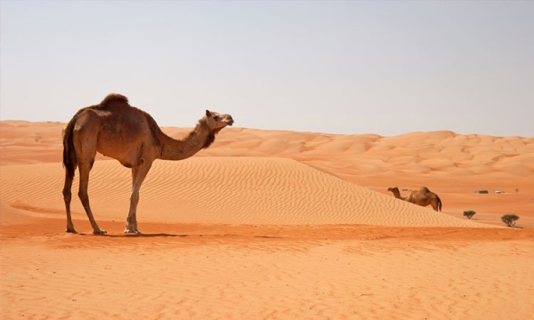 1001 Nights Package in Oman