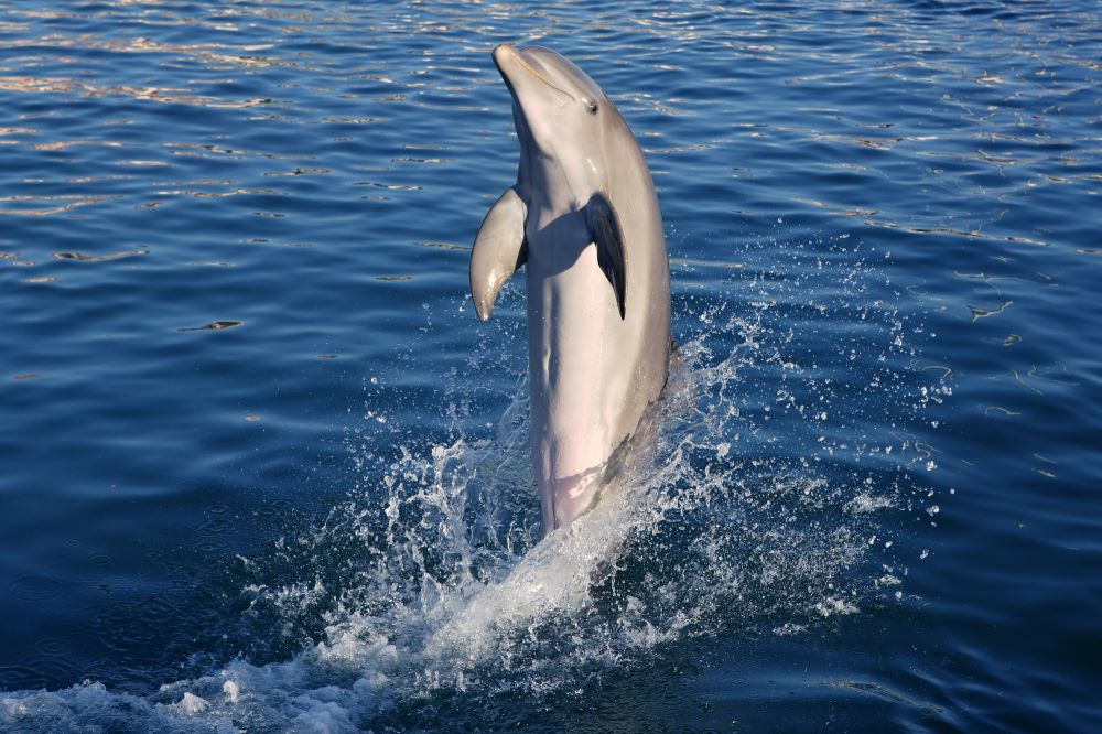 Embarking on a Dolphin Odyssey: An Enchanting Encounter