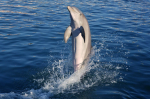 Embarking on a Dolphin Odyssey: An Enchanting Encounter